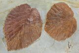 Two Detailed Fossil Leaves (Zizyphoides & Davidia) - Montana #97730-4